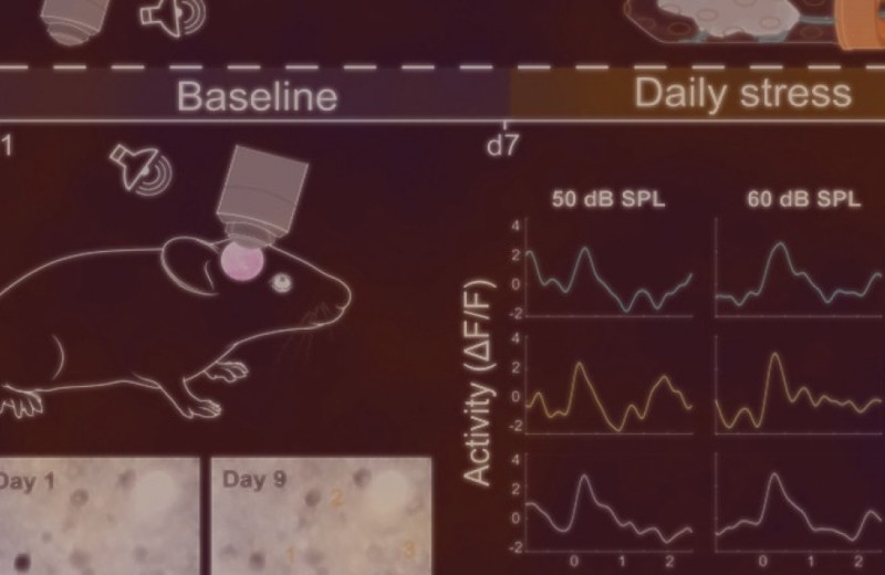 Хронический стресс ухудшил слух мышей