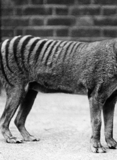 10 животных, которых человек полностью истребил за последние 150 лет