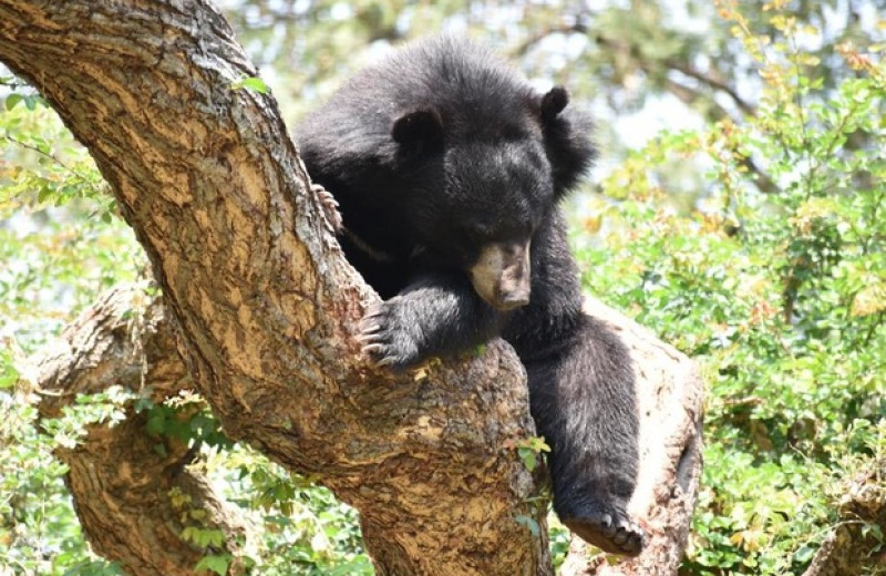 Гималайские медведи прижились на юге Южной Кореи после реинтродукции