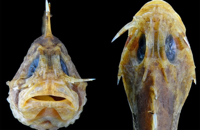 У самой ядовитой рыбы планеты обнаружилось новое оружие – лезвие под глазом