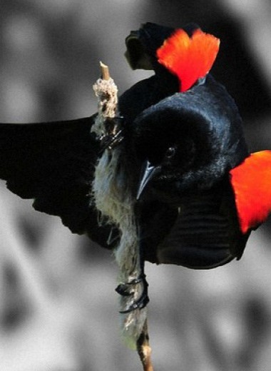 Черные трупиалы услышали о гнездовых паразитах от других птиц
