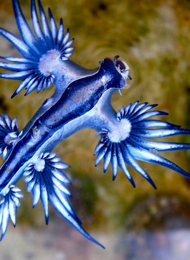 Самые необычные и пугающие обитатели морских глубин: от драконов до подводных киллеров
