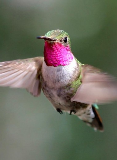 Колибри различили четыре неспектральных цвета