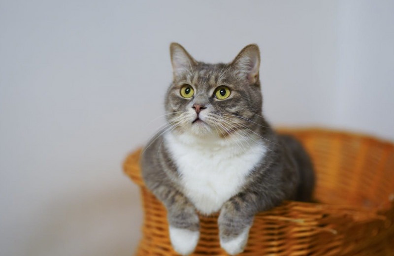 10 удивительных фактов про кошек, о  которых вы обязаны знать