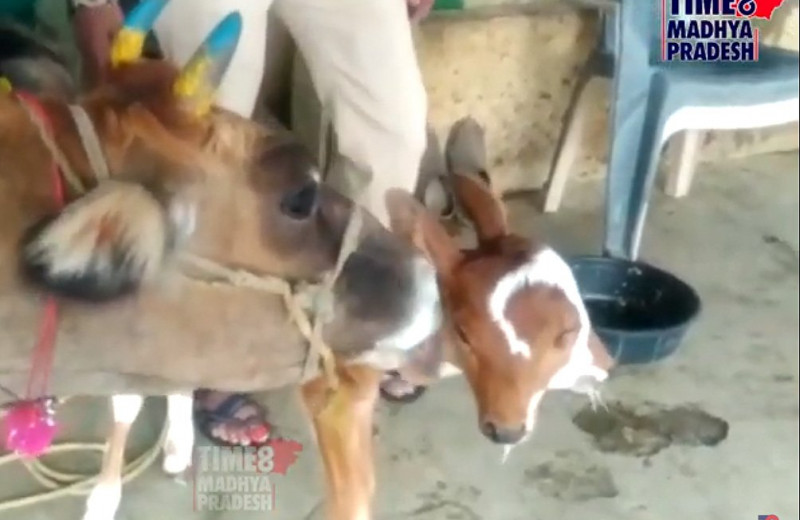 В Индии родился теленок с четырьмя глазами и двумя ртами
