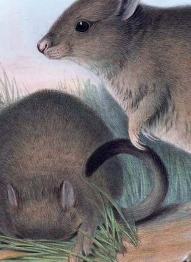 Редкие кенгуровые крысы вернулись на австралийский полуостров Йорк впервые за сто лет