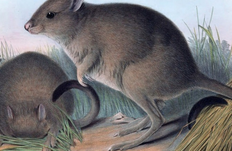 Редкие кенгуровые крысы вернулись на австралийский полуостров Йорк впервые за сто лет