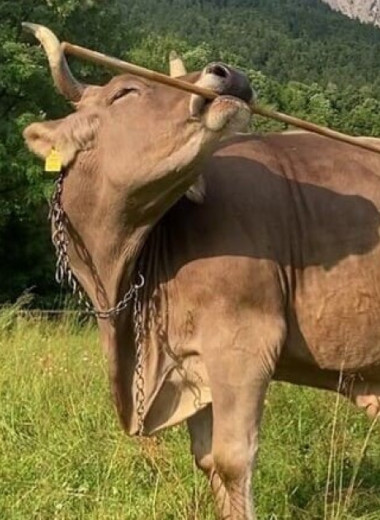 У коров впервые выявили способность пользоваться инструментами