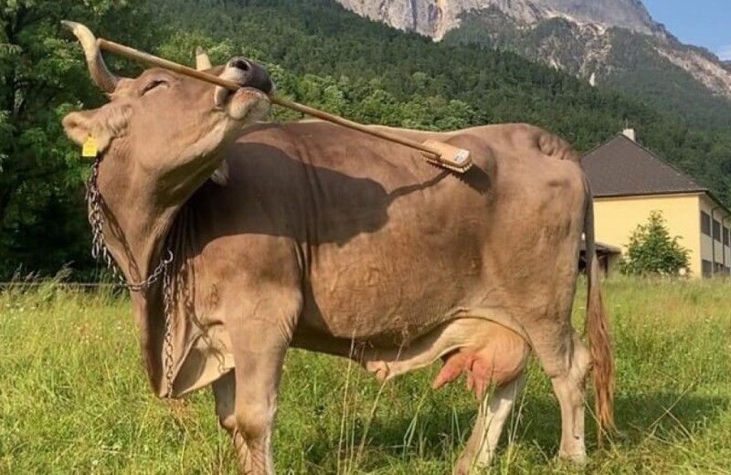 У коров впервые выявили способность пользоваться инструментами