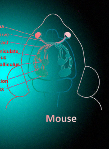 Хлороиндазол восстановил зрительные пути мышей с рассеянным склерозом