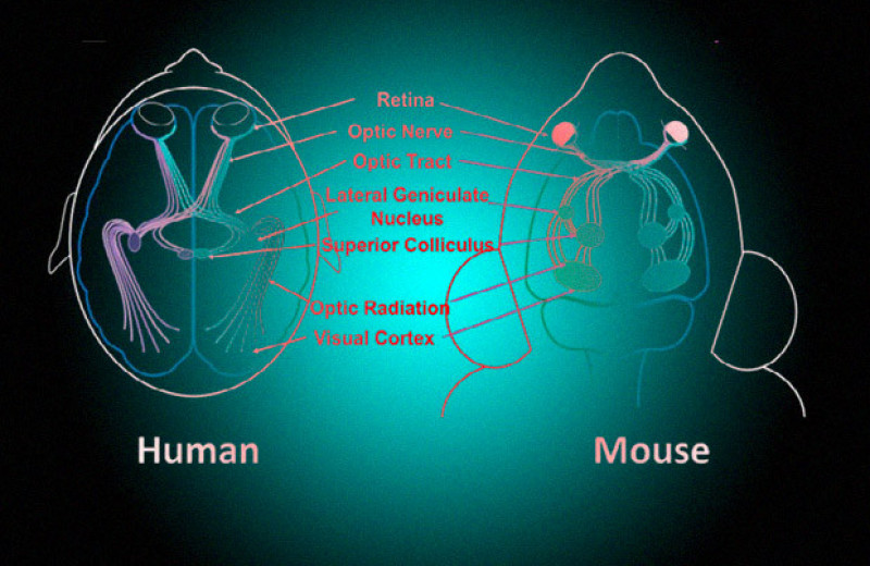 Хлороиндазол восстановил зрительные пути мышей с рассеянным склерозом