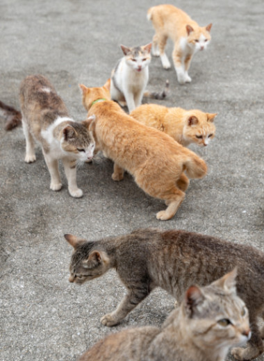 «Кошачий» остров Аосима: место, где проживает больше кошек, чем людей