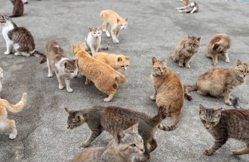 «Кошачий» остров Аосима: место, где проживает больше кошек, чем людей
