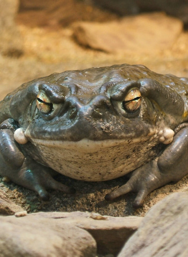 Почему в Калифорнии запрещено облизывать жаб