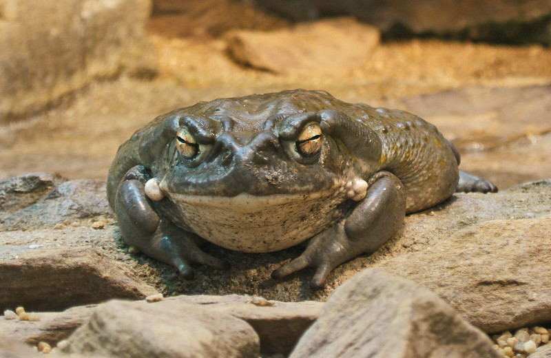 Почему в Калифорнии запрещено облизывать жаб