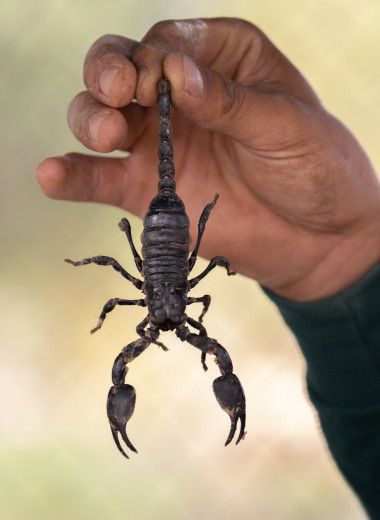 Почему яд скорпионов - одна из самых дорогих жидкостей на планете? Интересный факт!