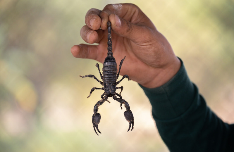 Почему яд скорпионов - одна из самых дорогих жидкостей на планете? Интересный факт!