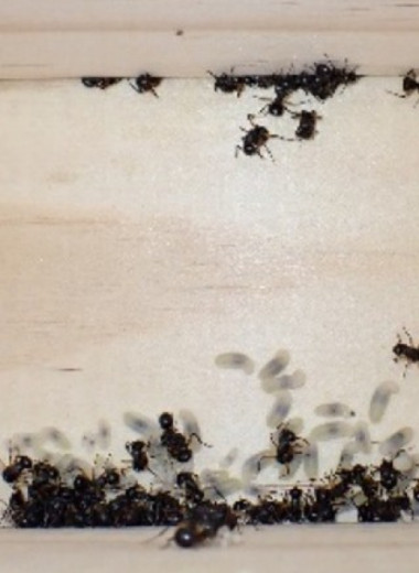 Австралийские муравьи притворились мертвыми всей колонией