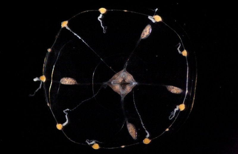 Ученые подсветили нервную систему медузы и «прочитали» ее мысли