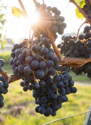 Как изменение климата влияет на вкус вина: оно становится крепче и вкуснее