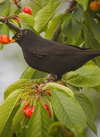 Плодоядные птицы не помогут большинству европейских растений сбежать от изменений климата