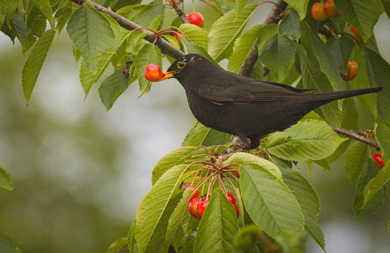 Плодоядные птицы не помогут большинству европейских растений сбежать от изменений климата