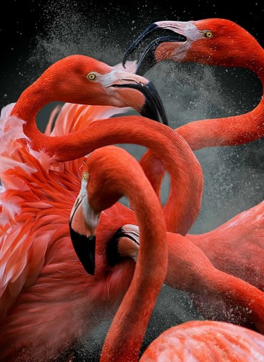 Лучшие фотографии птиц с конкурса Bird Photographer of the Year