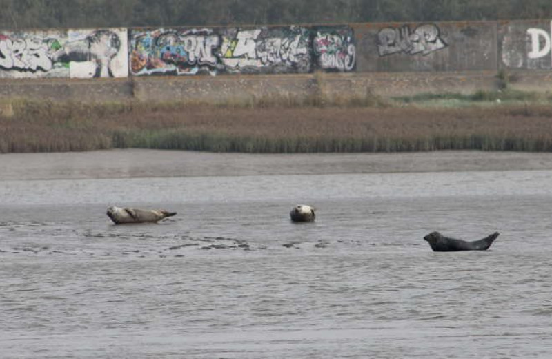 Темза больше не мертвая река: туда вернулись акулы и тюлени