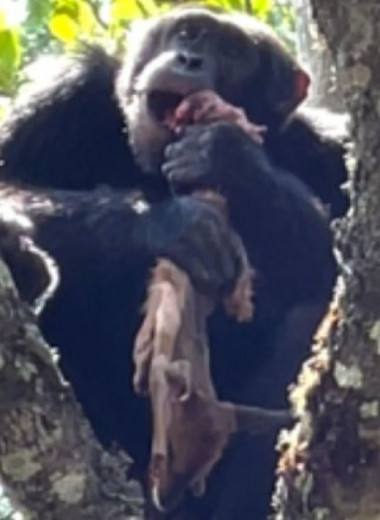 Шимпанзе отобрал добычу у орла