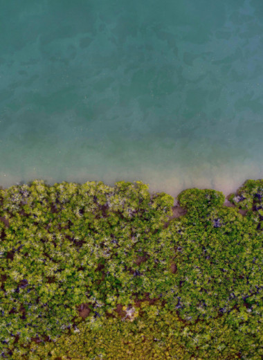 Транзитная зона: как устроена жизнь в мангровом лесу
