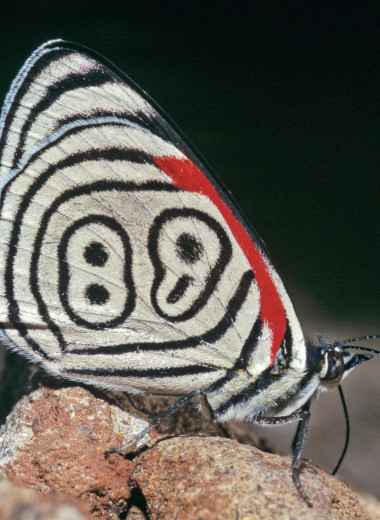 Шкурный интерес: 7 удивительных покровов животных, которые помогают им выживать