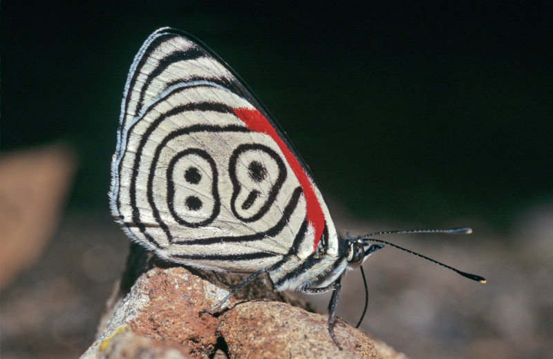 Шкурный интерес: 7 удивительных покровов животных, которые помогают им выживать