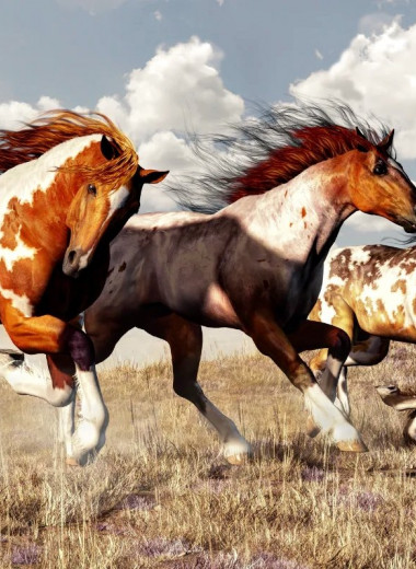 Путь копытного: как люди одомашнили лошадь