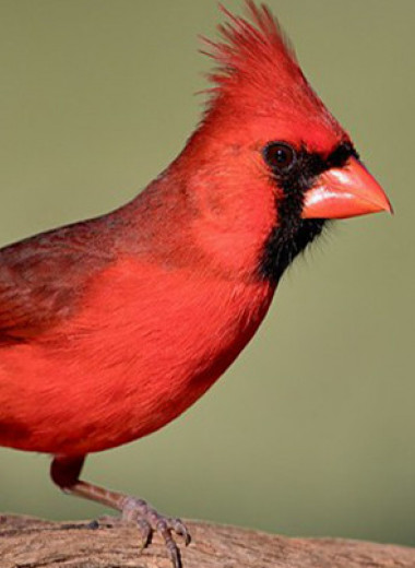 Биохимики выяснили механизм возникновения красной окраски птиц
