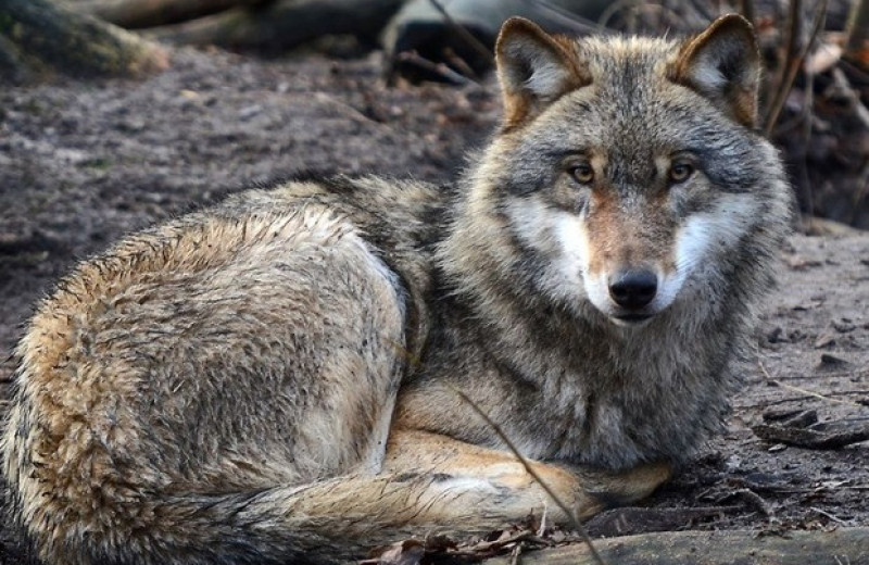 Возвращение волков в штат Висконсин снизило число ДТП с участием оленей