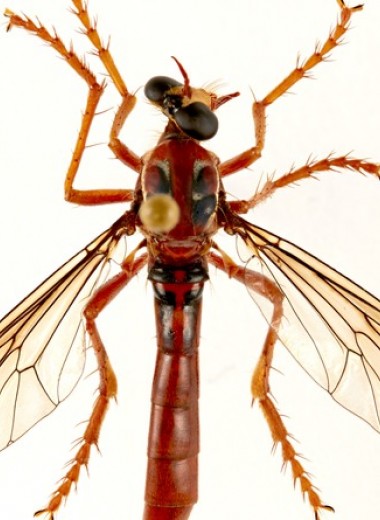 Хищную муху из Австралии назвали в честь Дэдпула