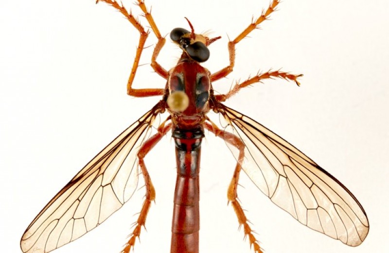 Хищную муху из Австралии назвали в честь Дэдпула