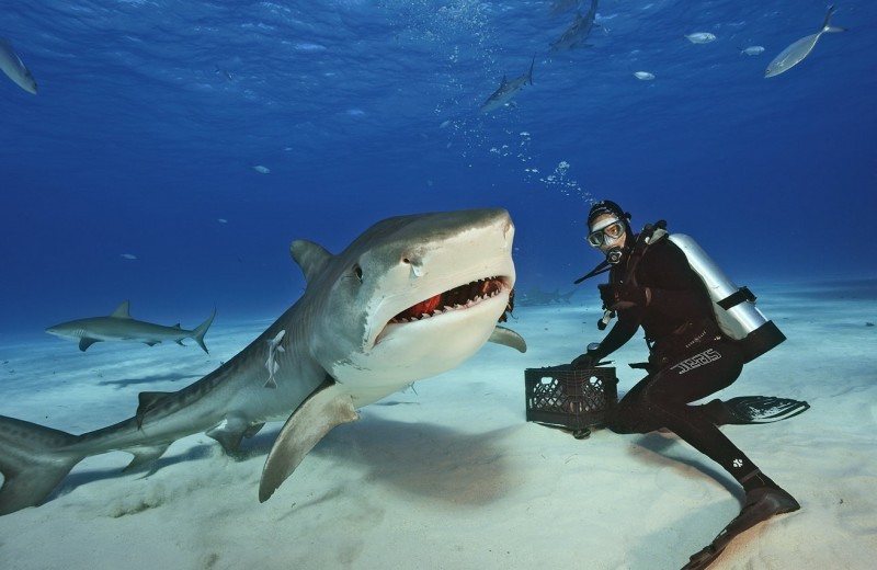 10 фактов: как выжить при нападении акулы