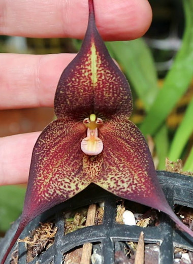 В «Аптекарском огороде» расцвела орхидея-вампир