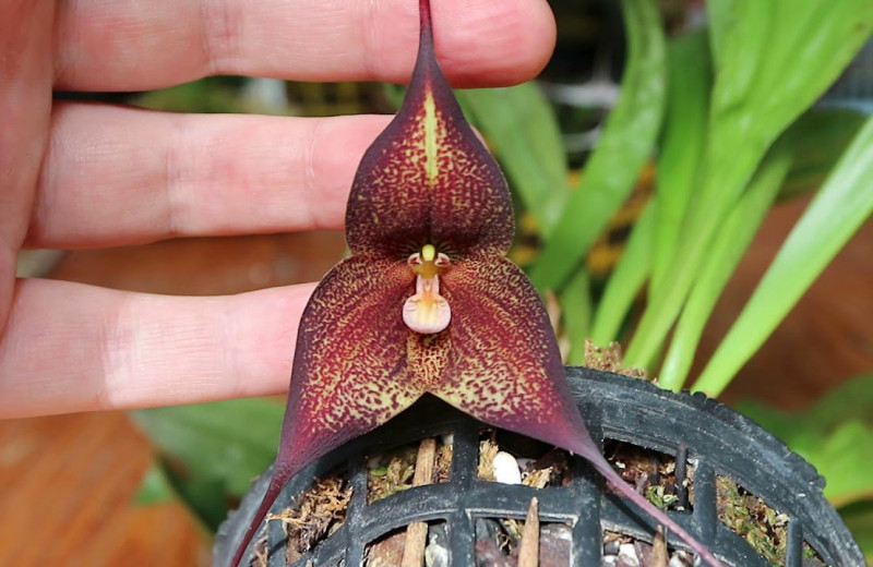 В «Аптекарском огороде» расцвела орхидея-вампир