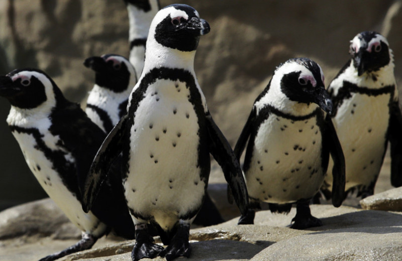 Очковые пингвины узнали партнера по точкам на теле