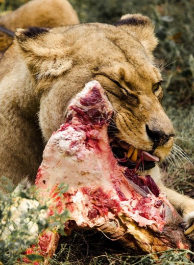 В ЮАР львы растерзали охотников за носорогами