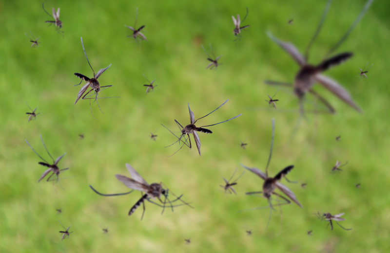 Биотехнологии в борьбе с кровососами: ученые нашли способ избавиться от комаров на даче. Теперь отдыхаем спокойно!