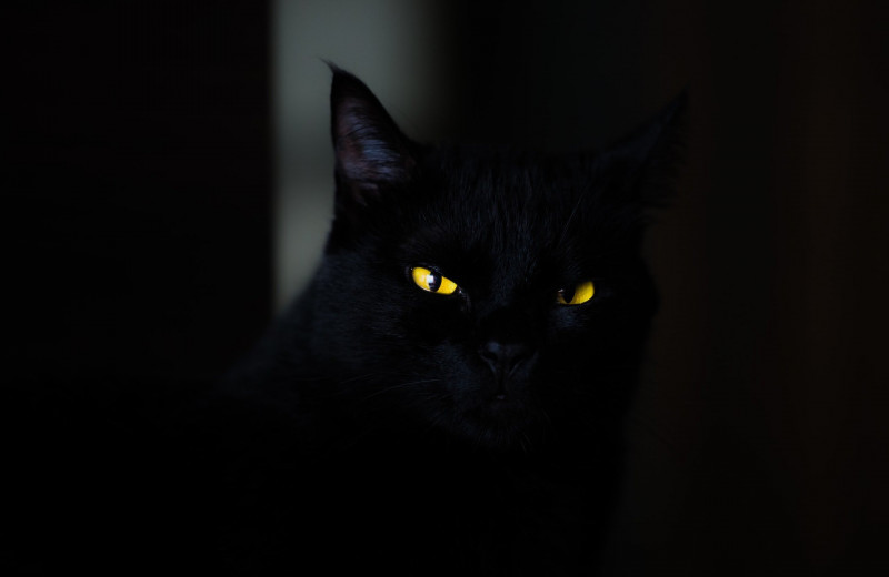 Почему черные кошки приносят неудачу: история суеверия