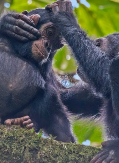 Шимпанзе и люди одинаково отнеслись к просоциальности