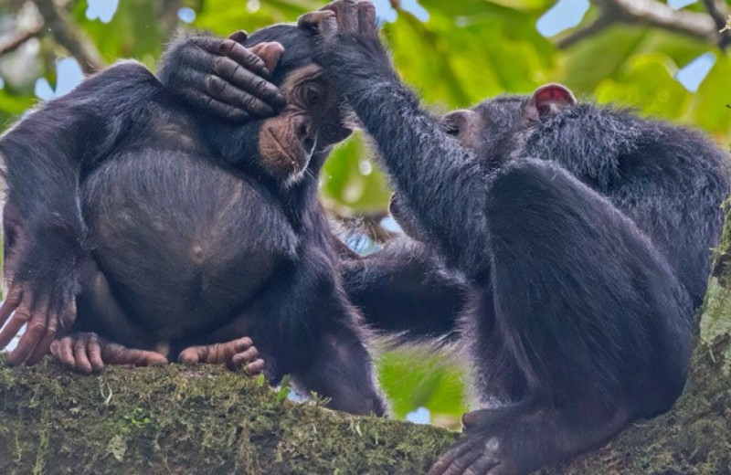 Шимпанзе и люди одинаково отнеслись к просоциальности