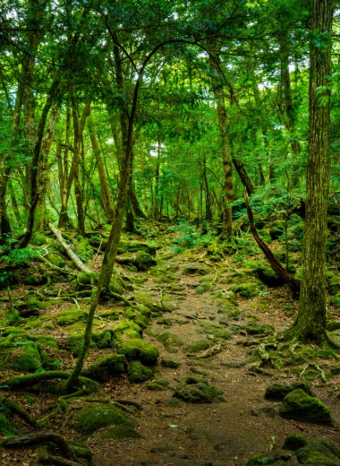 Там на неведомых дорожках: 6 лесов, где обитают призраки