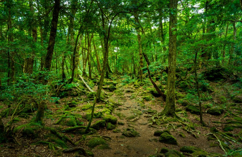 Там на неведомых дорожках: 6 лесов, где обитают призраки