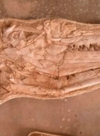 Палеонтологи отыскали останки чудовищного морского хищника, в разы превосходившего современных крокодилов