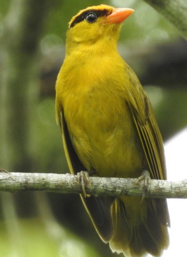 Неуловимые певцы: в Андах открыли новый вид танагровых птиц